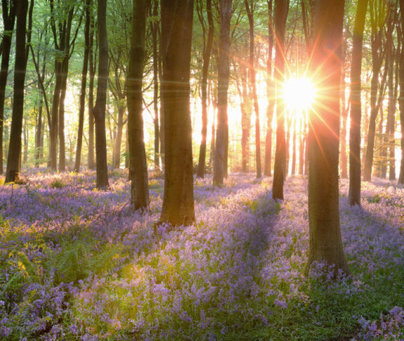 Norfolk bluebell woods sunrise in England