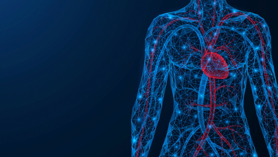 Cardiovascular system. The torso of a person with a heart and blood vessels. Low-poly design of interconnected lines and dots. Blue background.